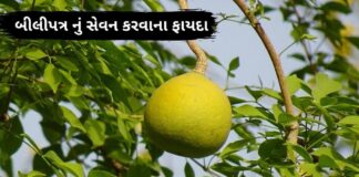 બીલીપત્ર નું સેવન કરવાના ફાયદા bel patra leaves benefits in Gujarati - બીલી ના ફાયદા - બીલીપત્ર ના ફાયદા - bel patra na faida - bilva patra leaves benefits in Gujarati