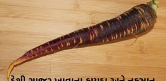દેશી ગાજર – કાળા ગાજર ખાવાના ફાયદા અને નુકસાન | Deshi gajar na Fayda black carrot benefits in Gujarati - deshi gajar na fayda - દેશી ગાજર ના ફાયદા