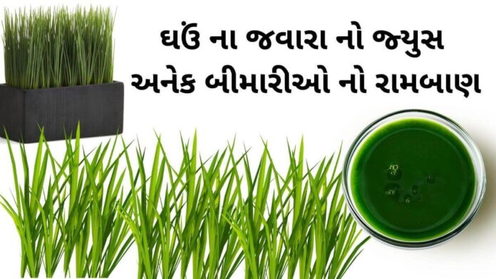 ghau na javara na juice na fayda in Gujarati ghau na javara na juice na fayda in Gujarati - જવારા નો રસ પીવાના ફાયદા - ઘઉં ના જવારા નો જ્યુસ ના ફાયદા