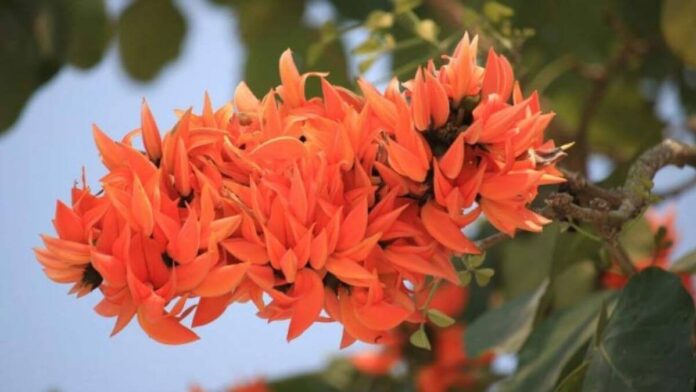 kesuda na phool na fayda in gujarati kesuda na phool na fayda in Gujarati - કેસુડા ના ફાયદા
