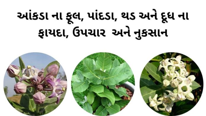 aakda na fayda આંકડા ના પાન નો ઉપયોગ - આંકડા ના પાન ફાયદા - આંકડા ના ફૂલ નો ઉપયોગ - aakda na fayda - aakda na pan na fayda in Gujarati