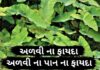 અળવી ના ફાયદા | અળવી ના પાન ના ફાયદા | Advi na pan na fayda in Gujarati અળવી ના ફાયદા - અળવી ના પાન ના ફાયદા - advi na pan na fayda - taro leaves benefits in gujarati