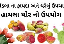 ફીંડલા ના ફાયદા | હાથલા થોર નો ઉપયોગ | findla na fayda  | Findla benefits ફીંડલા ના ફાયદા - હાથલા થોર નો ઉપયોગ - હાથલા થોર ના ઘરેલું ઉપચાર - હાથલા નો રસ ઘરેલું ઉપચારમા - findla na fayda - Findla juice benefits - Prickly Pear benefits in Gujarati - Hathla Thor juice benefits - Hathla Thor in gujarati - હાથલા નો રસ