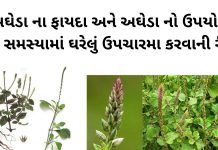 અઘેડા ના ફાયદા અને અઘેડા નો ઉપયોગ ઘરેલું ઉપચારમા | agheda na fayda અઘેડા ના ફાયદા - અઘેડા નો ઉપયોગ ઘરેલું ઉપચારમા - agheda na fayda – aghedo - apamarga plant benefits in gujarati