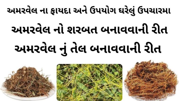 amar vel na fayda અમરવેલ ના ફાયદા - અમરવેલ નો ઉપયોગ - અમરવેલ નો શરબત બનાવવાની રીત - અમરવેલ નું તેલ બનાવવાની રીત - amar vel na faida - amar vel na fayda in Gujarati - amarvel no upyog