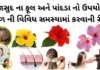 જાસુદ ના ફૂલ અને પાંદડા નો ઉપયોગ |જાસુદ ના ફૂલ ના ફાયદા વાળ માટે | Jasud na phool na fayda જાસુદ ના ફૂલ ના ફાયદા વાળ માટે - જાસુદ ના ફૂલ અને પાંદડા નો ઉપયોગ – જાસુદ ના ફૂલ નો ઉપયોગ - jasud na phool na fayda