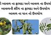 દેશી બાવળ ના ફાયદા | બાવળ ના ઉપયોગો | બાવળની શીંગ નો ઉપયોગ દેશી બાવળ ના ફાયદા - બાવળ ના ફાયદા - બાવળ ના ઉપયોગો - બાવળની શીંગ નો ઉપયોગ - બાવળ ના પાન વિશે માહિતી