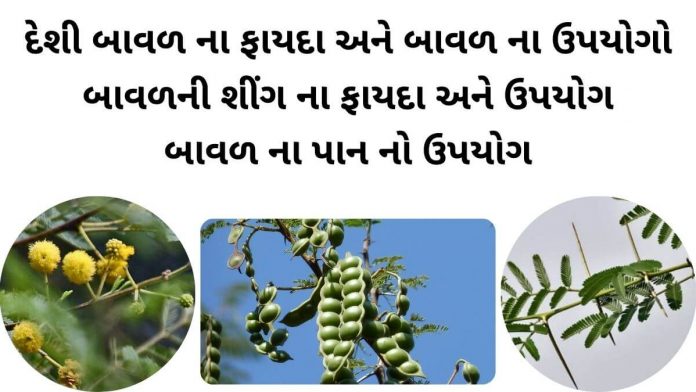 bavad na fayda દેશી બાવળ ના ફાયદા - બાવળ ના ફાયદા - બાવળ ના ઉપયોગો - બાવળની શીંગ નો ઉપયોગ - બાવળ ના પાન વિશે માહિતી
