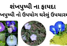 શંખપુષ્પી ના ફાયદા | શંખપુષ્પી નો ઉપયોગ ઘરેલું ઉપચારમા કરવાની રીત શંખપુષ્પી ના ફાયદા - શંખપુષ્પી નો ઉપયોગ ઘરેલું ઉપચારમા - shankhpushpi na fayda - shankhpushpi no upyog