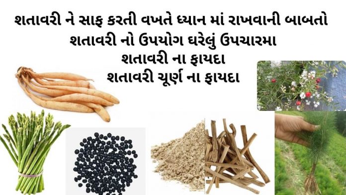 shatavari na fayda શતાવરી ના ફાયદા - શતાવરી ઔષધી નો ઉપયોગ - શતાવરી ચૂર્ણ ના ફાયદા - શતાવરી નો ઉપયોગ - shatavari na fayda - shatavari na faida in gujarati - shatavari no upyog gujarati ma