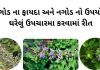 નગોડ ના ફાયદા | નગોડ નો ઉપયોગ | Nagod na fayda ane Nagod no upyog નગોડ ના ફાયદા - નગોડ નો ઉપયોગ - Nagod na fayda - Nagod no upyog - nagod tree benefits in gujarati