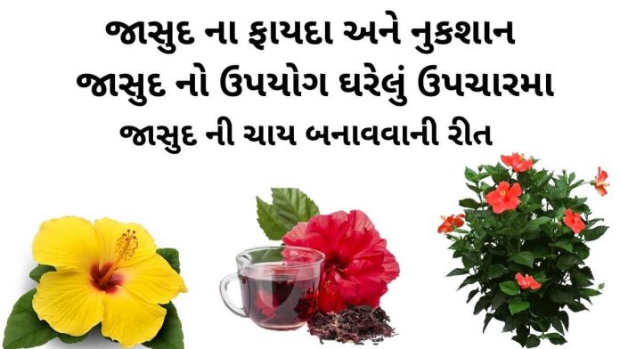 jasud na fayda ane jasud no upyog જાસુદ ના ફાયદા - જાસુદ નો ઉપયોગ - jasud na fayda - jasud no upyog