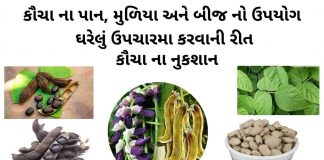 કૌચા નો ઉપયોગ | કૌચા બીજ નો ઉપયોગ | kaunch na fayda કૌચા નો ઉપયોગ - કૌચા બીજ નો ઉપયોગ - કવચ નો ઉપયોગ - કવચ ના બીજ નો ઉપયોગ - kaunch na mudiya no upyog - kaunch na fayda - kaunch churna benefits in gujarati