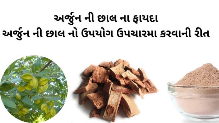 arjun chhal na fayda અર્જુન ની છાલ ના ફાયદા - અર્જુન ની છાલ નો ઉપયોગ - arjun chhal na fayda - arjun chhal no upyog