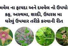 દમવેલ ના ફાયદા અને દમવેલ નો ઉપયોગ | damvel na fayda | damvel no upyog દમવેલ નો ઉપયોગ - દમવેલ ના ફાયદા - damvel na fayda - damvel no upyog in gujarati