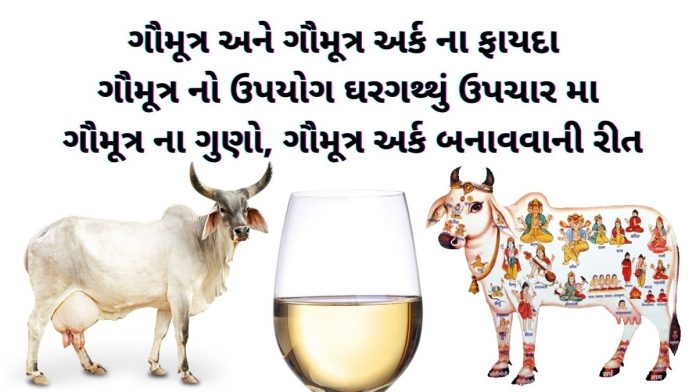 gomutra na fayda ગૌમૂત્ર ના ફાયદા ઓ - ગૌમૂત્ર અર્ક ના ફાયદા - ગોમૂત્ર ના ફાયદા - gomutra na fayda - gomutra benefits in gujarati - ગૌમૂત્ર અર્ક બનાવવાની રીત - ગૌમૂત્ર વિશે માહિતી